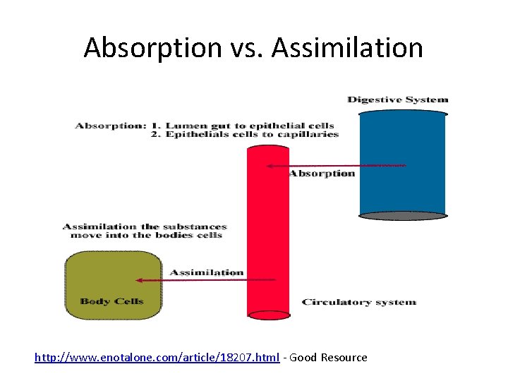 Absorption vs. Assimilation http: //www. enotalone. com/article/18207. html - Good Resource 