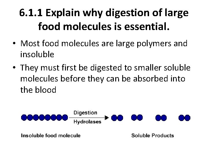 6. 1. 1 Explain why digestion of large food molecules is essential. • Most