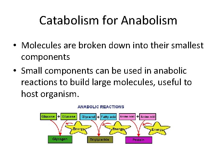 Catabolism for Anabolism • Molecules are broken down into their smallest components • Small