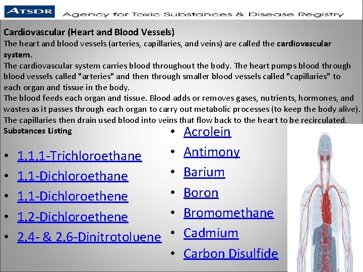 Cardiovascular (Heart and Blood Vessels) The heart and blood vessels (arteries, capillaries, and veins)