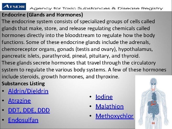 Endocrine (Glands and Hormones) The endocrine system consists of specialized groups of cells called