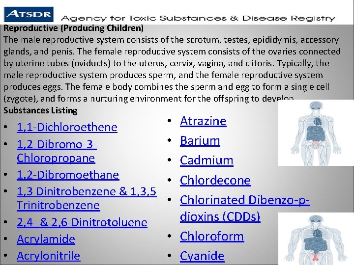 Reproductive (Producing Children) The male reproductive system consists of the scrotum, testes, epididymis, accessory