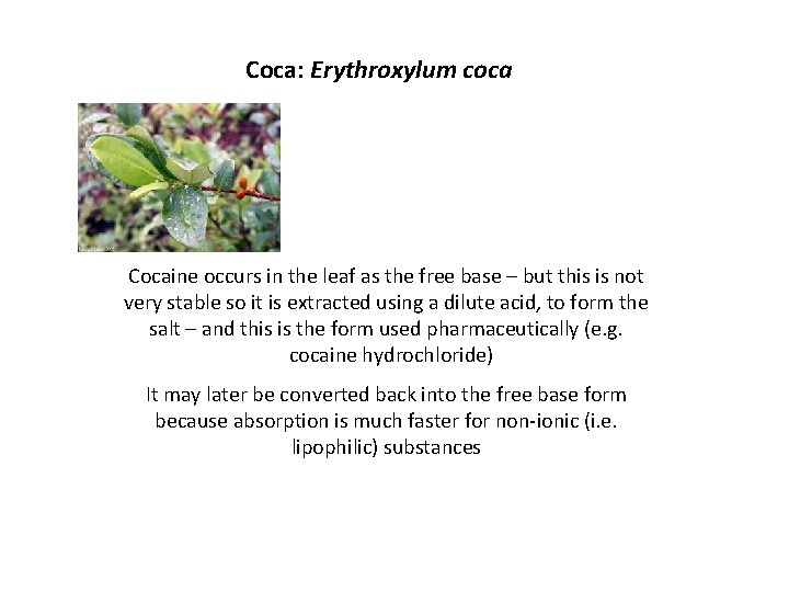 Coca: Erythroxylum coca Cocaine occurs in the leaf as the free base – but