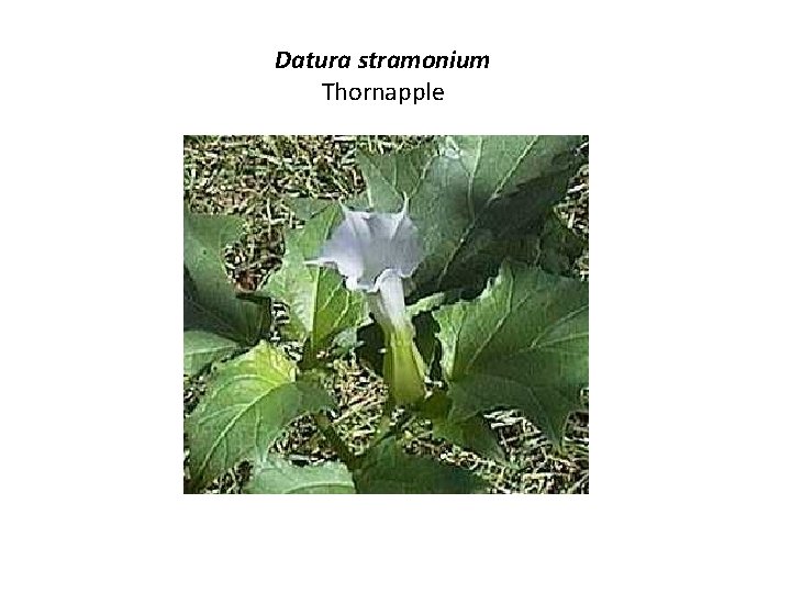 Datura stramonium Thornapple 