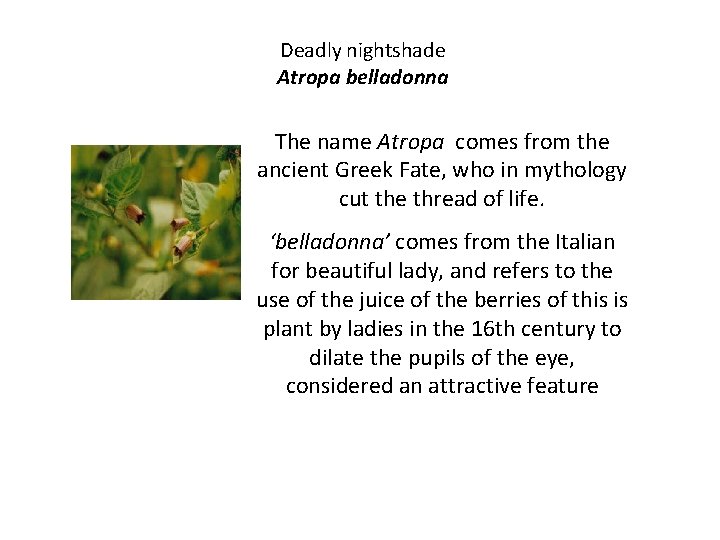 Deadly nightshade Atropa belladonna The name Atropa comes from the ancient Greek Fate, who
