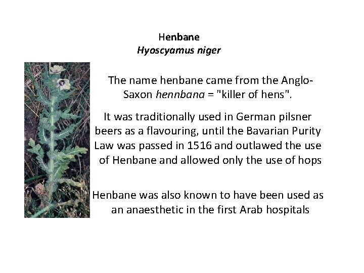 Henbane Hyoscyamus niger The name henbane came from the Anglo. Saxon hennbana = "killer
