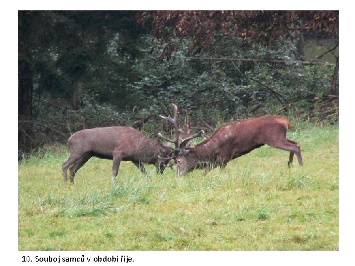 10. Souboj samců v období říje. 