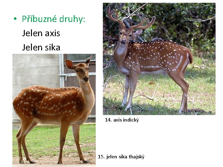  • Příbuzné druhy: Jelen axis Jelen sika 14. axis indický 15. jelen sika