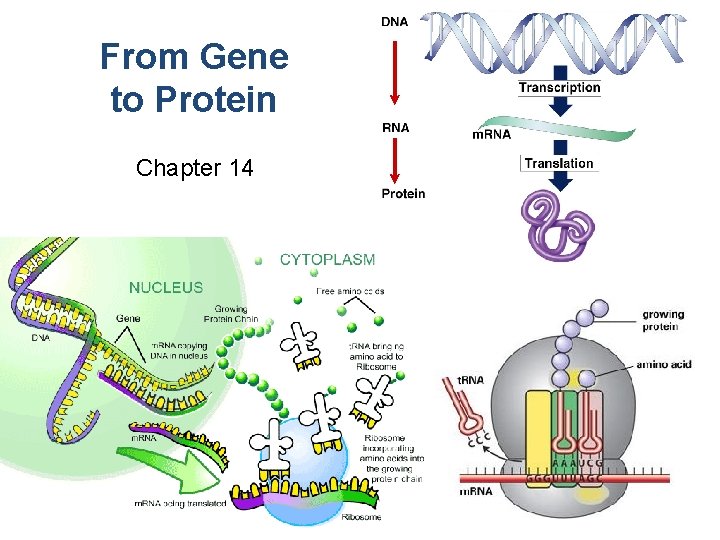From Gene to Protein Chapter 14 