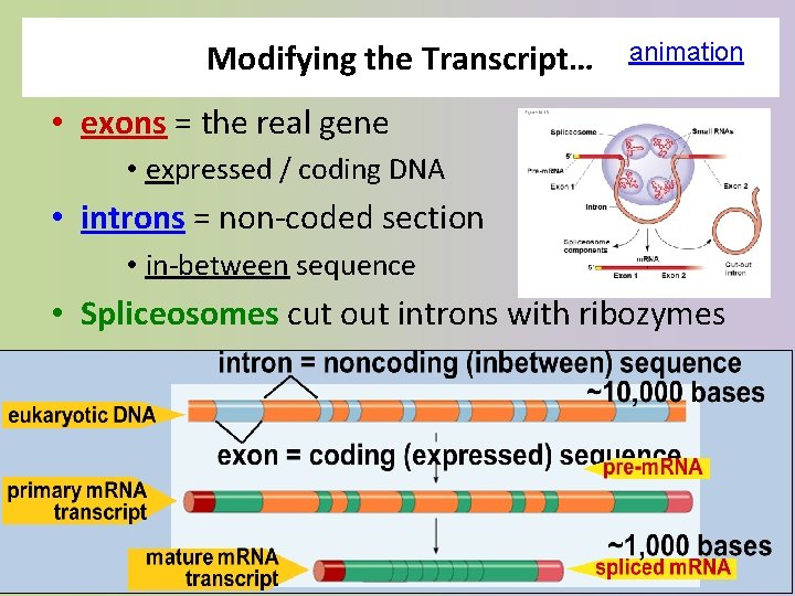 Modifying the Transcript… animation • exons = the real gene • expressed / coding