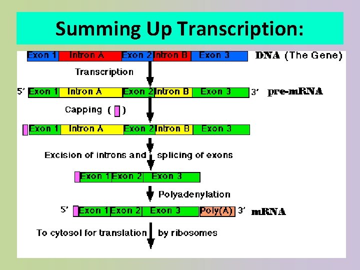 Summing Up Transcription: 