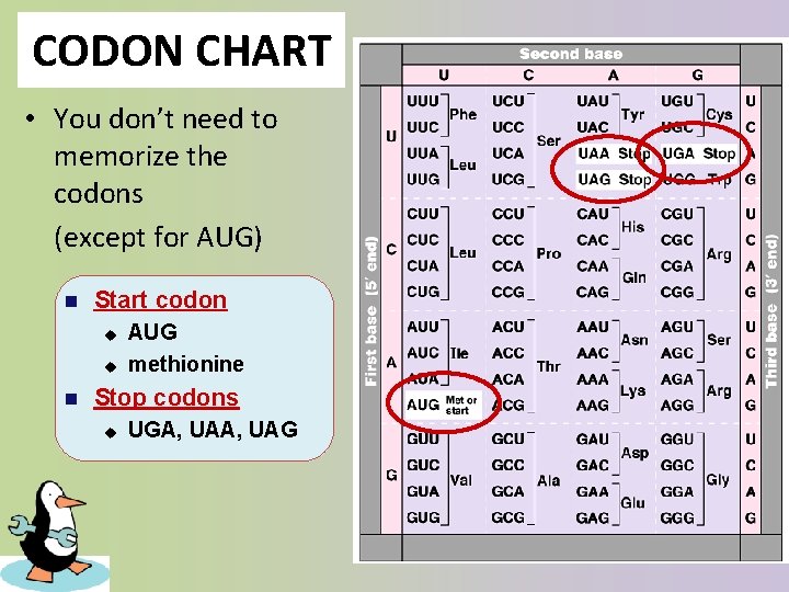 CODON CHART • You don’t need to memorize the codons (except for AUG) n