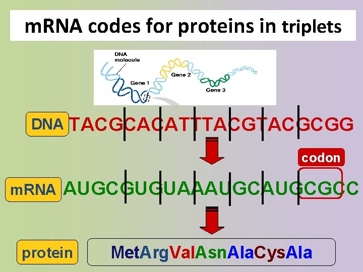 m. RNA codes for proteins in triplets DNA TACGCACATTTACGCGG codon m. RNA AUGCGUGUAAAUGCGCC ?