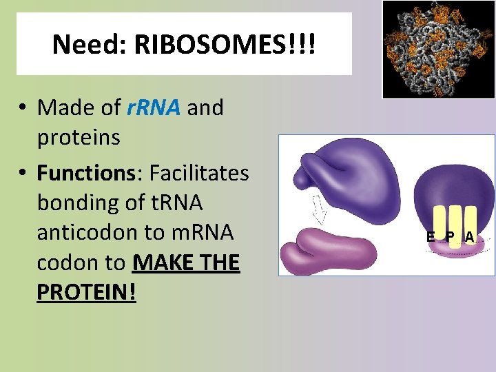 Need: RIBOSOMES!!! • Made of r. RNA and proteins • Functions: Facilitates bonding of