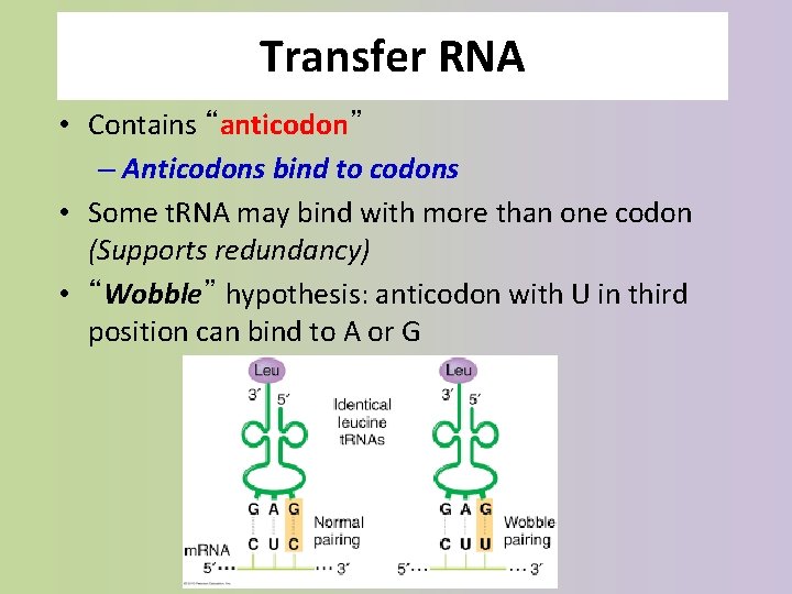 Transfer RNA • Contains “anticodon” – Anticodons bind to codons • Some t. RNA