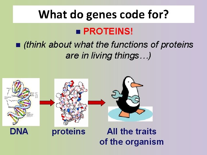 What do genes code for? PROTEINS! n (think about what the functions of proteins