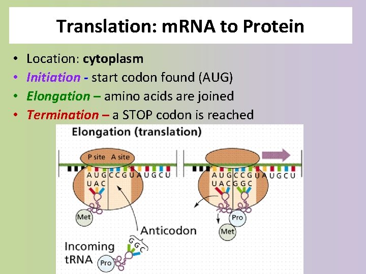 Translation: m. RNA to Protein • • Location: cytoplasm Initiation - start codon found