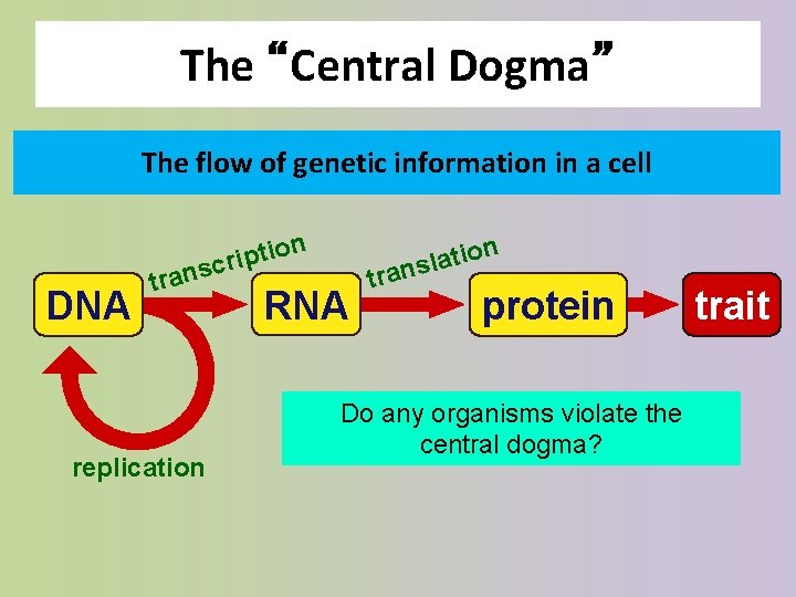 The “Central Dogma” The flow of genetic information in a cell DNA n io