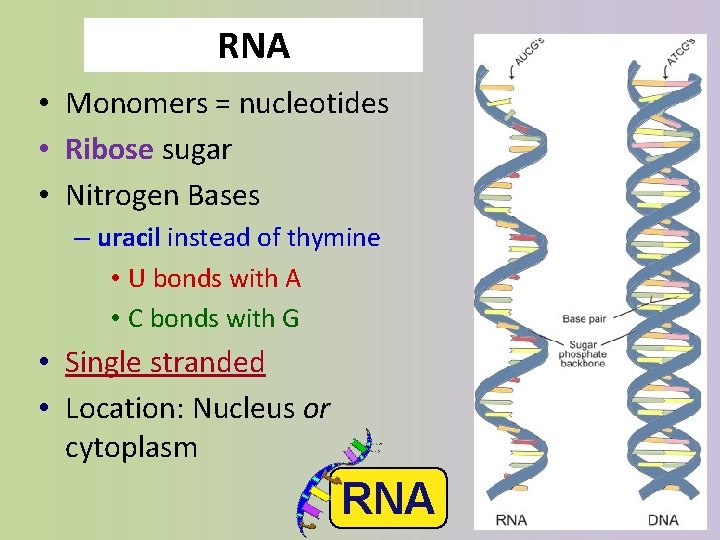 RNA • Monomers = nucleotides • Ribose sugar • Nitrogen Bases – uracil instead