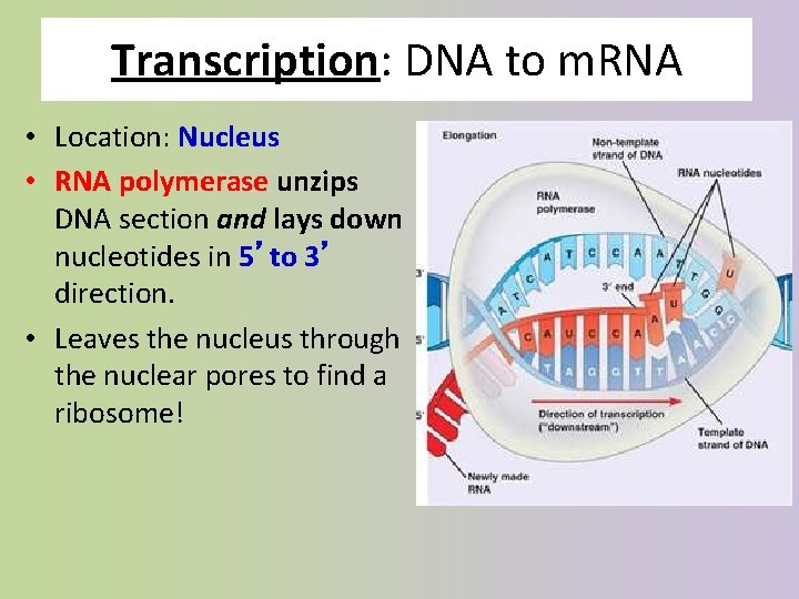 Transcription: DNA to m. RNA • Location: Nucleus • RNA polymerase unzips DNA section