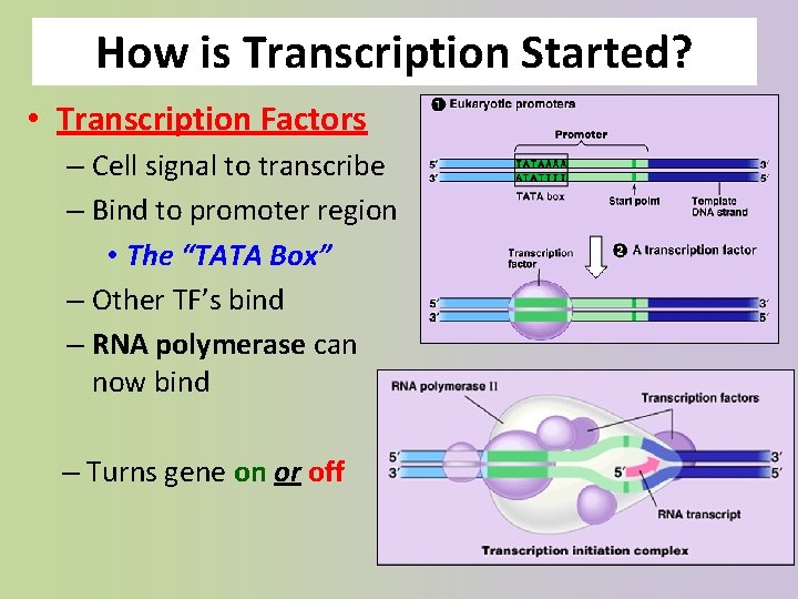 How is Transcription Started? • Transcription Factors – Cell signal to transcribe – Bind