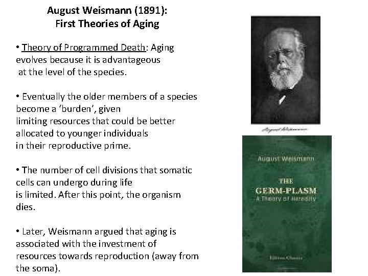 August Weismann (1891): First Theories of Aging • Theory of Programmed Death: Aging evolves