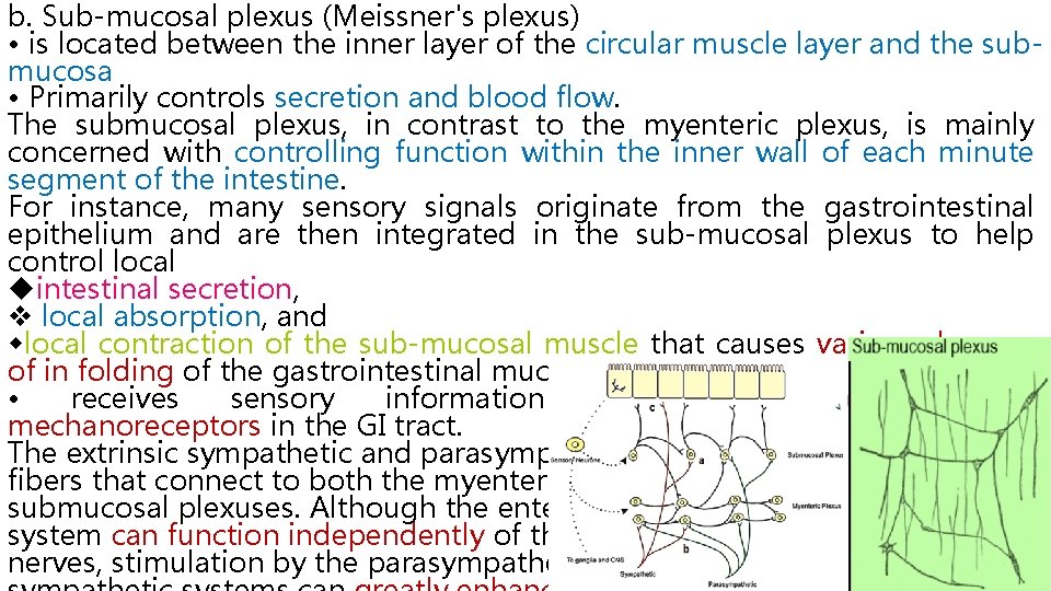 b. Sub-mucosal plexus (Meissner's plexus) • is located between the inner layer of the