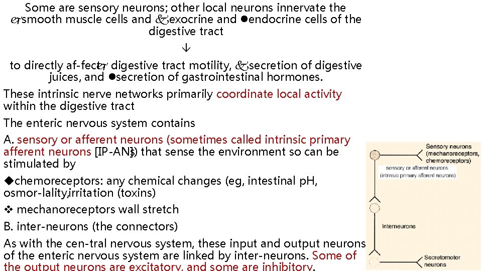 Some are sensory neurons; other local neurons innervate the smooth muscle cells and exocrine