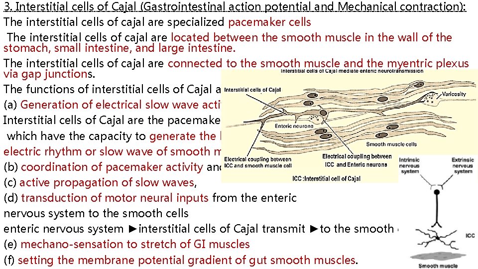 3. Interstitial cells of Cajal (Gastrointestinal action potential and Mechanical contraction): The interstitial cells