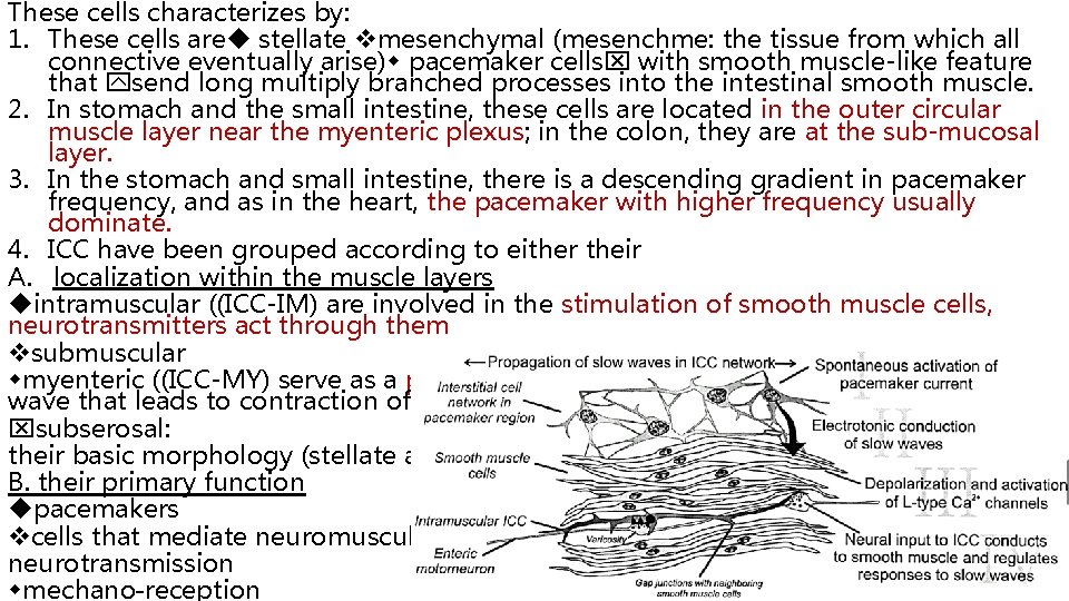 These cells characterizes by: 1. These cells are stellate mesenchymal (mesenchme: the tissue from