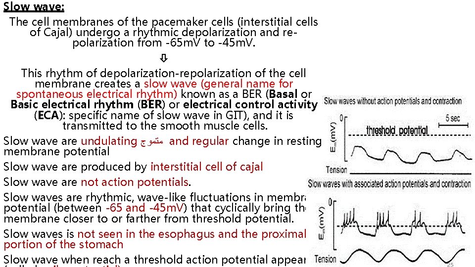 Slow wave: The cell membranes of the pacemaker cells (interstitial cells of Cajal) undergo