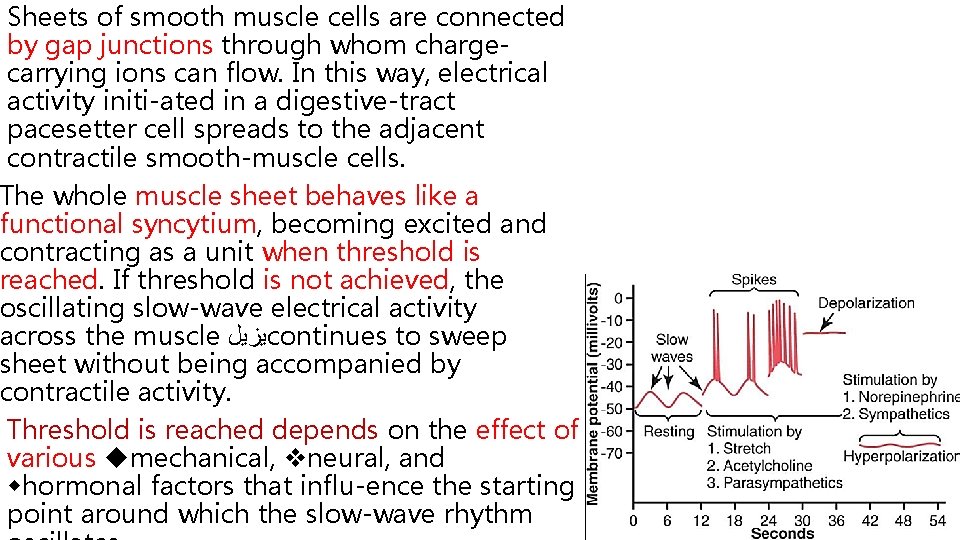 Sheets of smooth muscle cells are connected by gap junctions through whom chargecarrying ions