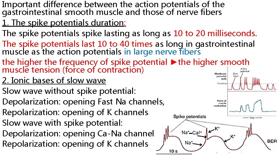 Important difference between the action potentials of the gastrointestinal smooth muscle and those of