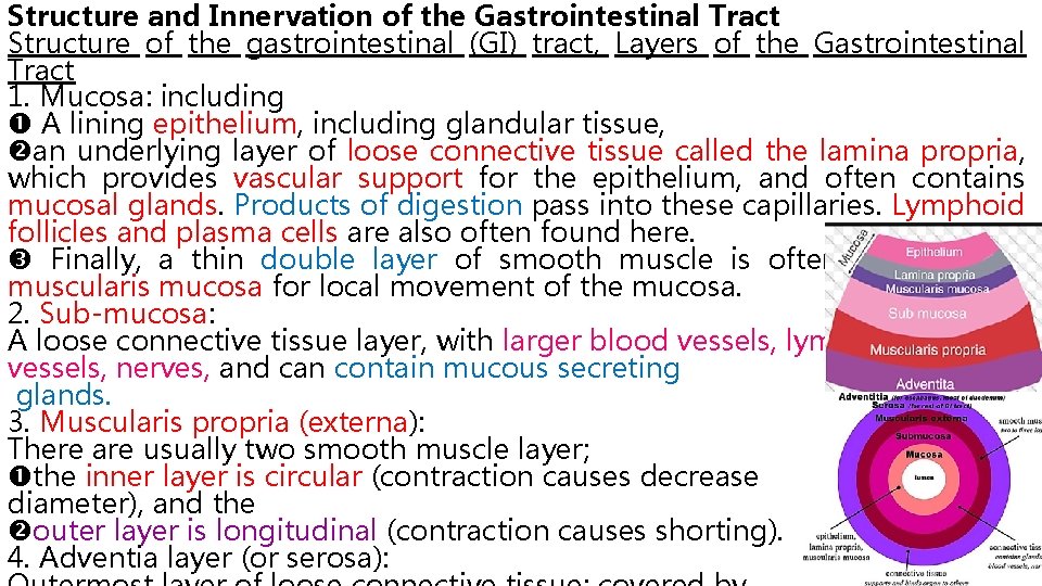 Structure and Innervation of the Gastrointestinal Tract Structure of the gastrointestinal (GI) tract, Layers