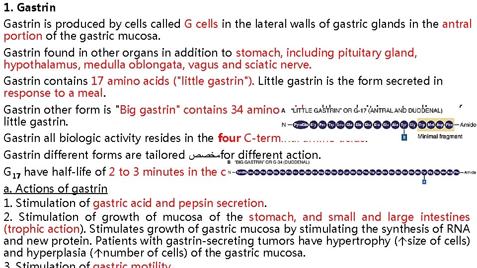 1. Gastrin is produced by cells called G cells in the lateral walls of