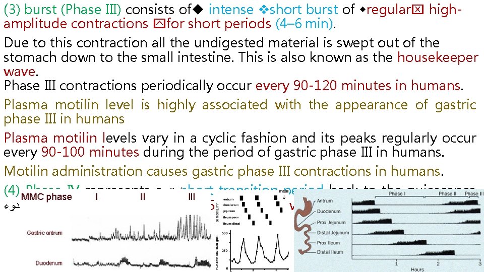 (3) burst (Phase III) consists of intense short burst of regular high- amplitude contractions