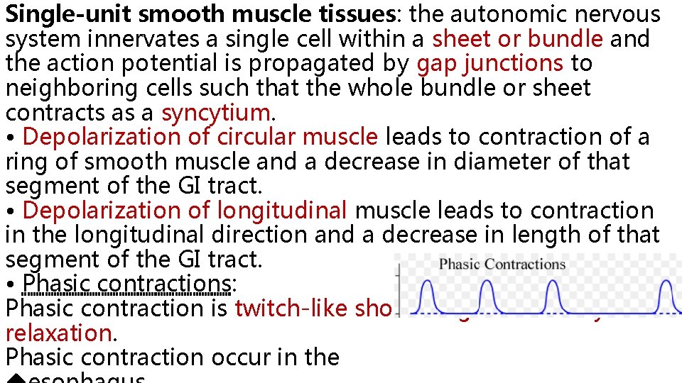 Single-unit smooth muscle tissues: the autonomic nervous system innervates a single cell within a