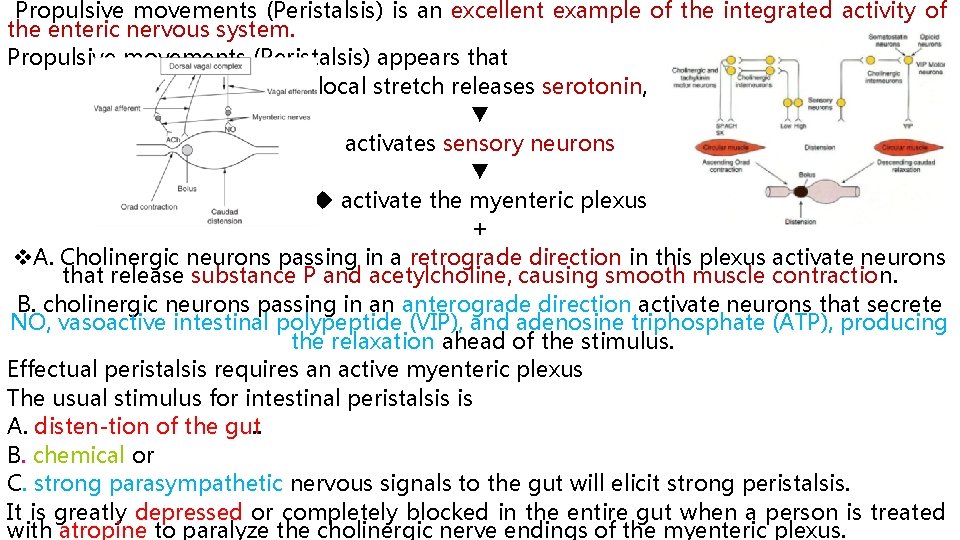  Propulsive movements (Peristalsis) is an excellent example of the integrated activity of the