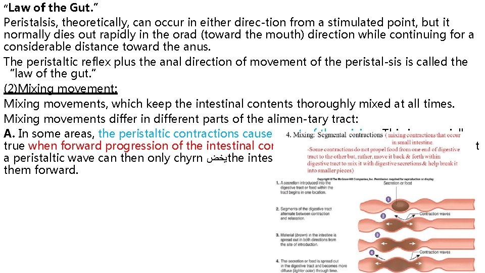 “Law of the Gut. ” Peristalsis, theoretically, can occur in either direc tion from