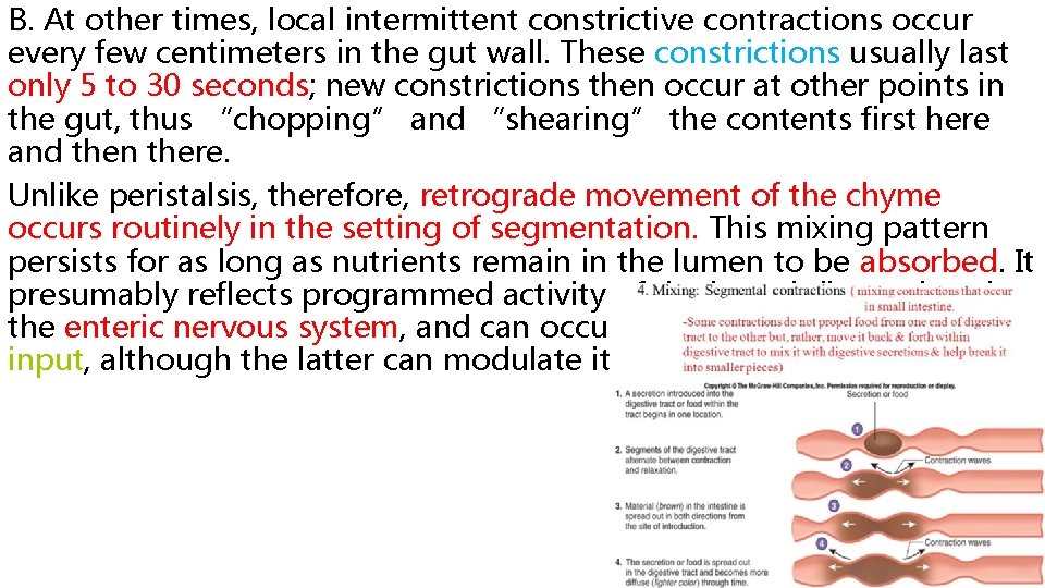 B. At other times, local intermittent constrictive contractions occur every few centimeters in the