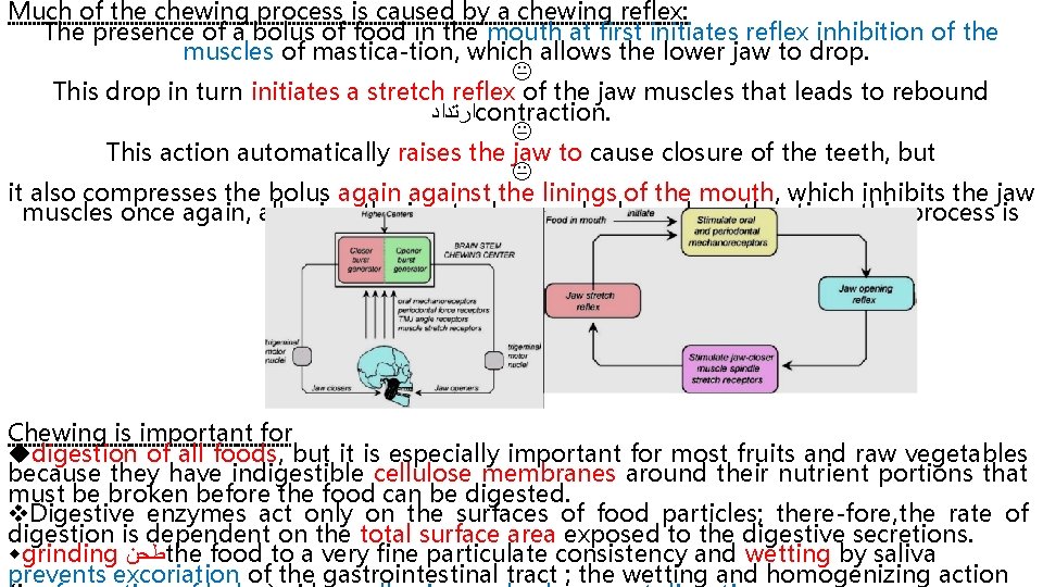 Much of the chewing process is caused by a chewing reflex: The presence of