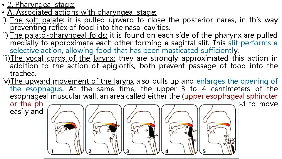  • 2. Pharyngeal stage: • A. Associated actions with pharyngeal stage: i) The
