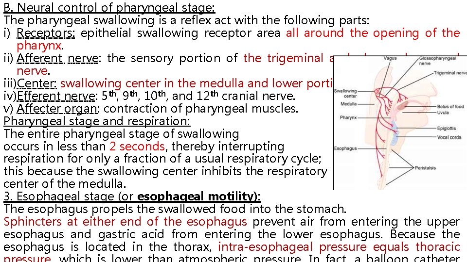 B. Neural control of pharyngeal stage: The pharyngeal swallowing is a reflex act with