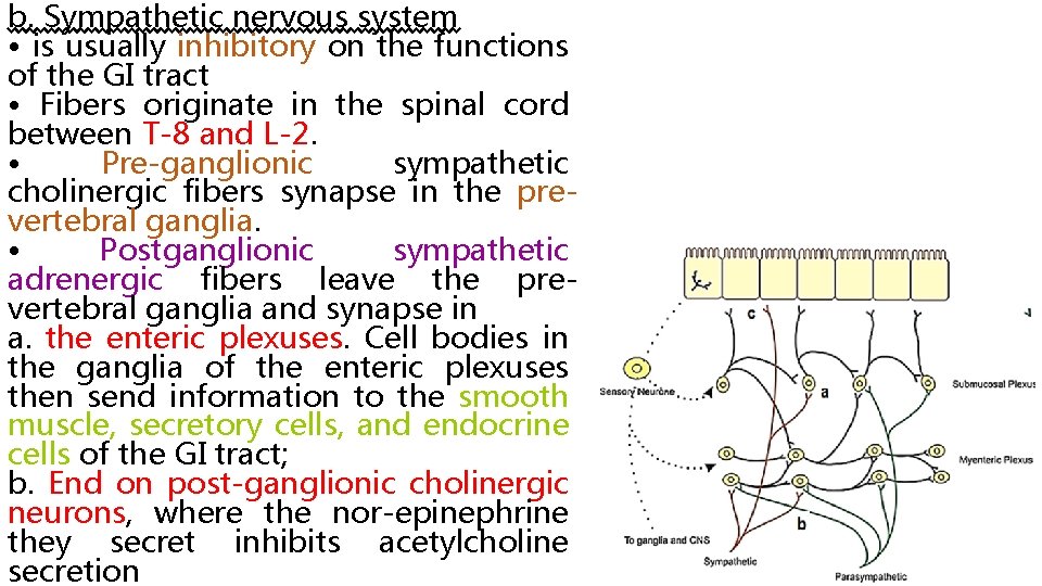 b. Sympathetic nervous system • is usually inhibitory on the functions of the GI