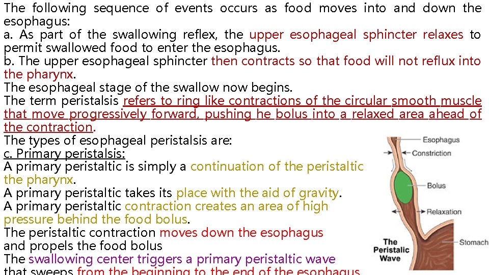 The following sequence of events occurs as food moves into and down the esophagus: