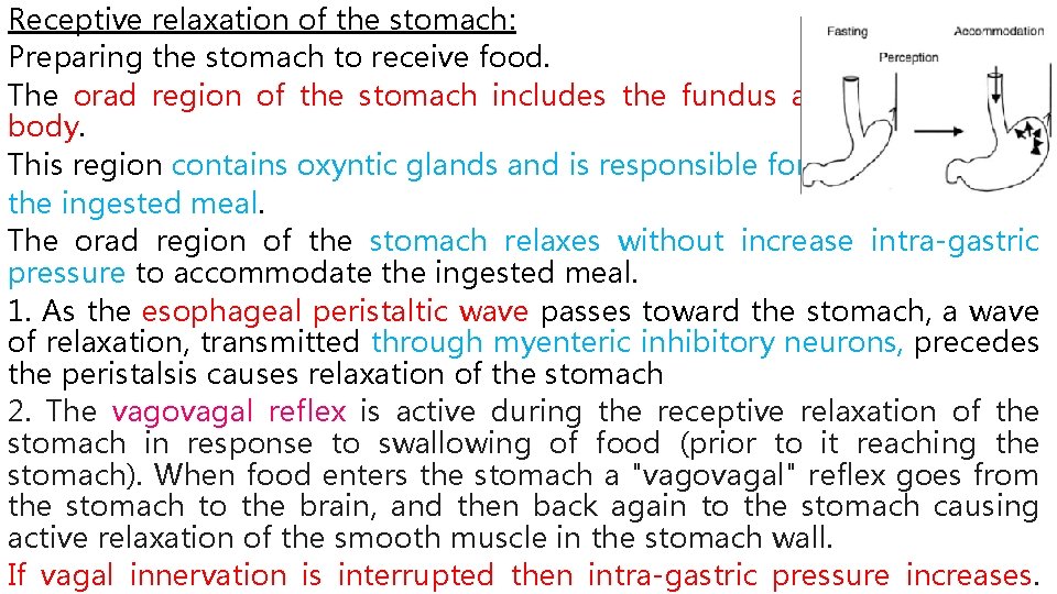 Receptive relaxation of the stomach: Preparing the stomach to receive food. The orad region