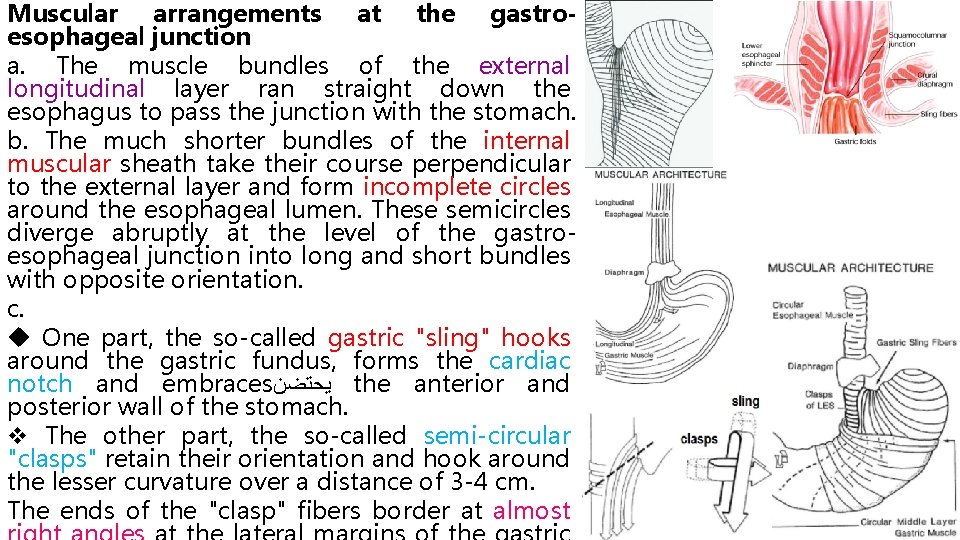 Muscular arrangements at the gastroesophageal junction a. The muscle bundles of the external longitudinal