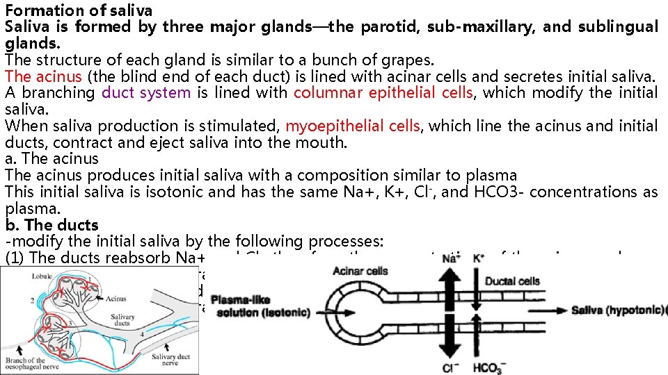 Formation of saliva Saliva is formed by three major glands—the parotid, sub-maxillary, and sublingual