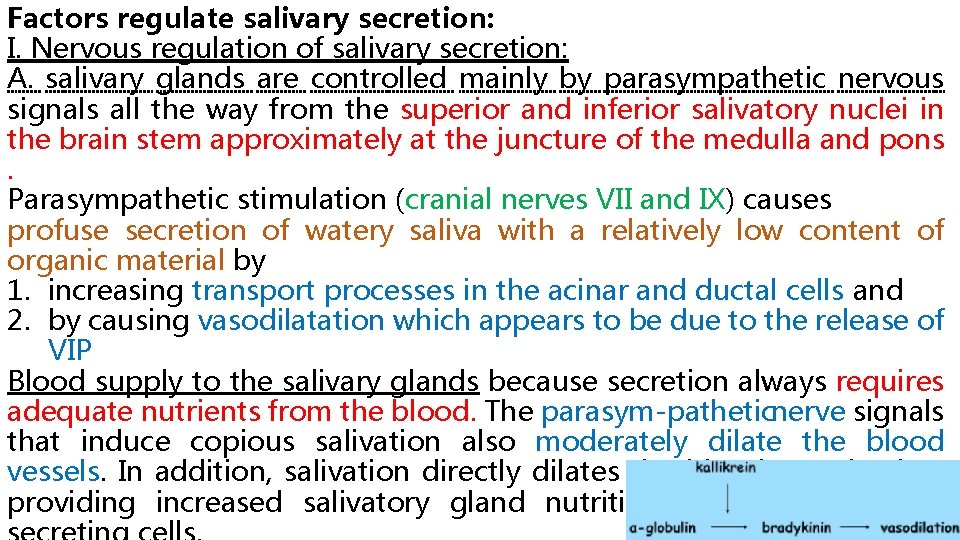 Factors regulate salivary secretion: I. Nervous regulation of salivary secretion: A. salivary glands are