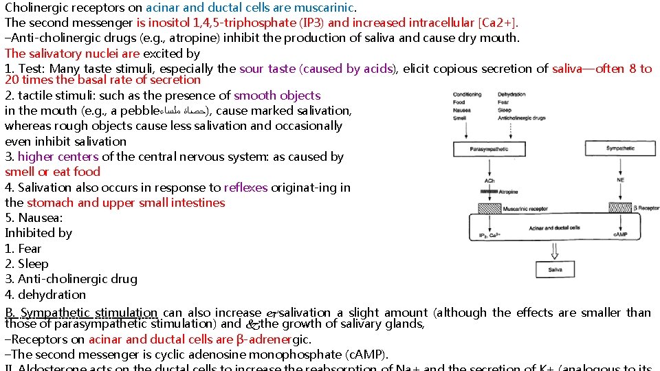 Cholinergic receptors on acinar and ductal cells are muscarinic. The second messenger is inositol